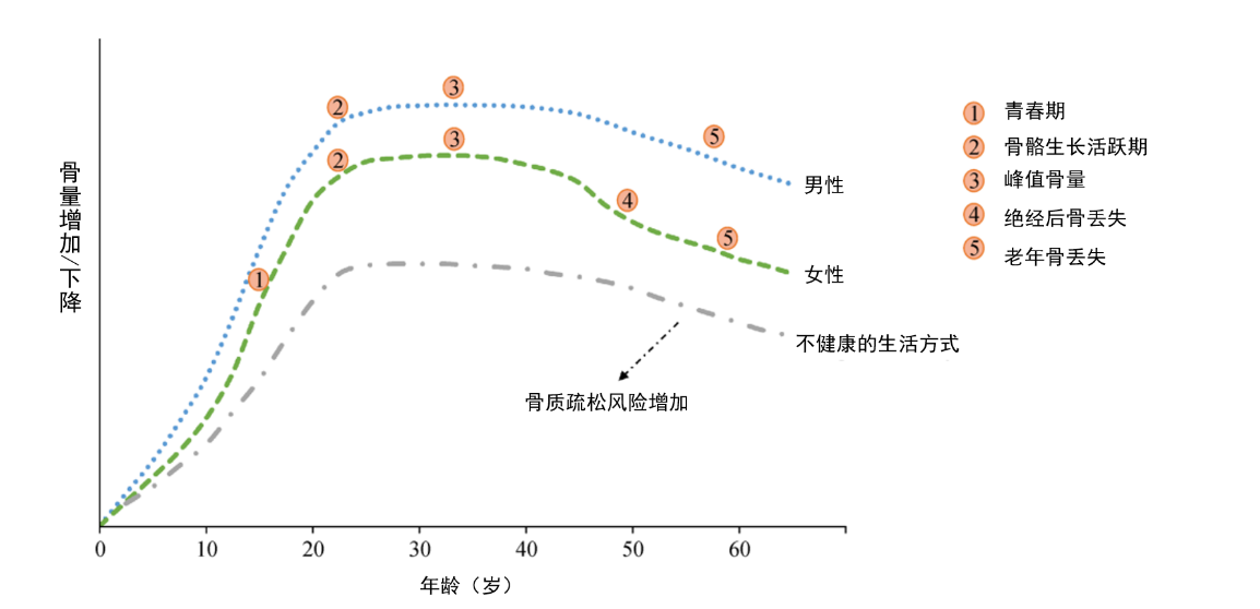 年紀輕輕，骨頭先老？預防骨質疏松癥從早做起