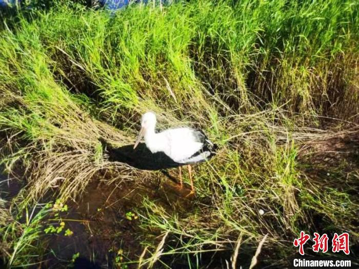 國(guó)家一級(jí)保護(hù)鳥(niǎo)類東方白鸛跌落水塘 幸被民警救助