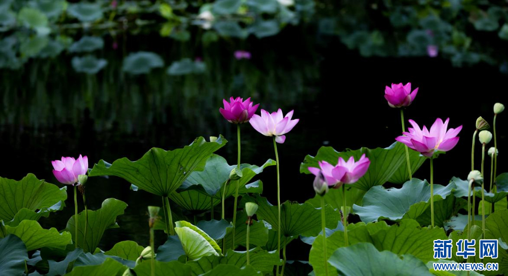 聽風(fēng)賞荷正當(dāng)時 盛夏荷塘美如畫