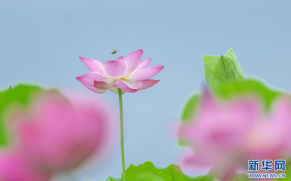 聽風(fēng)賞荷正當(dāng)時 盛夏荷塘美如畫