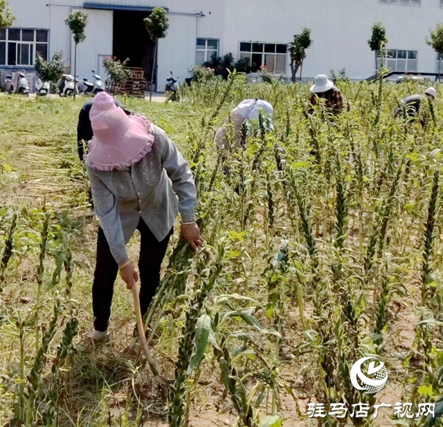 正道香油新產(chǎn)季芝麻即將開磨