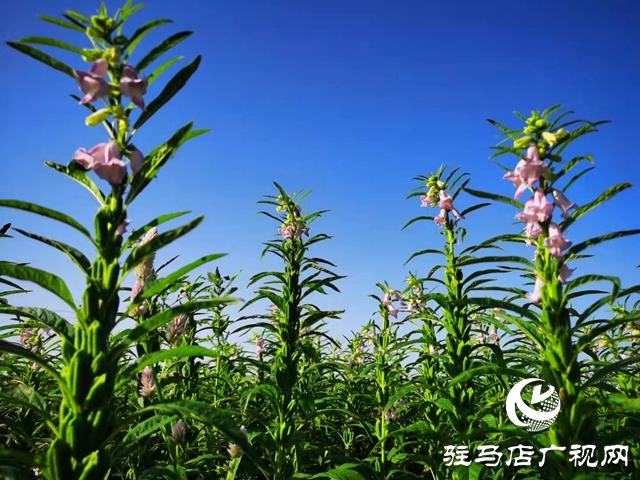 正道香油新產(chǎn)季芝麻即將開磨