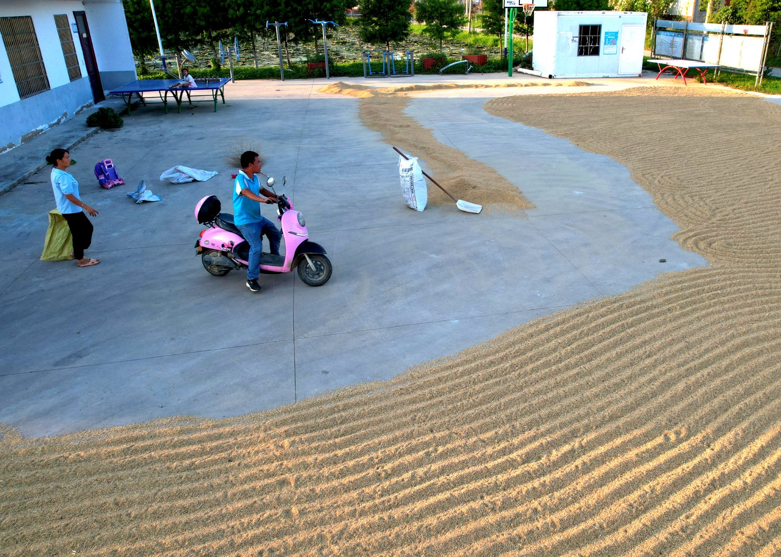 中原“豐”味丨稻谷飄香 信陽市淮濱縣60萬畝水稻迎來秋收