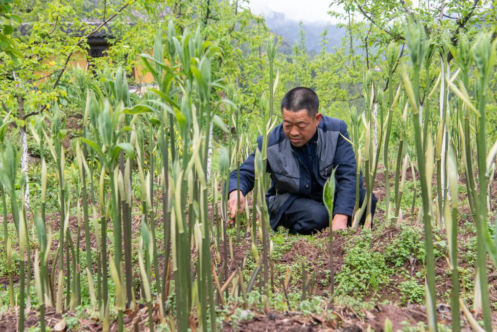 新時(shí)代新征程新偉業(yè)·習(xí)近平總書記關(guān)切事丨奔跑吧，我的村寨——重慶華溪村蹲點(diǎn)調(diào)研筆記