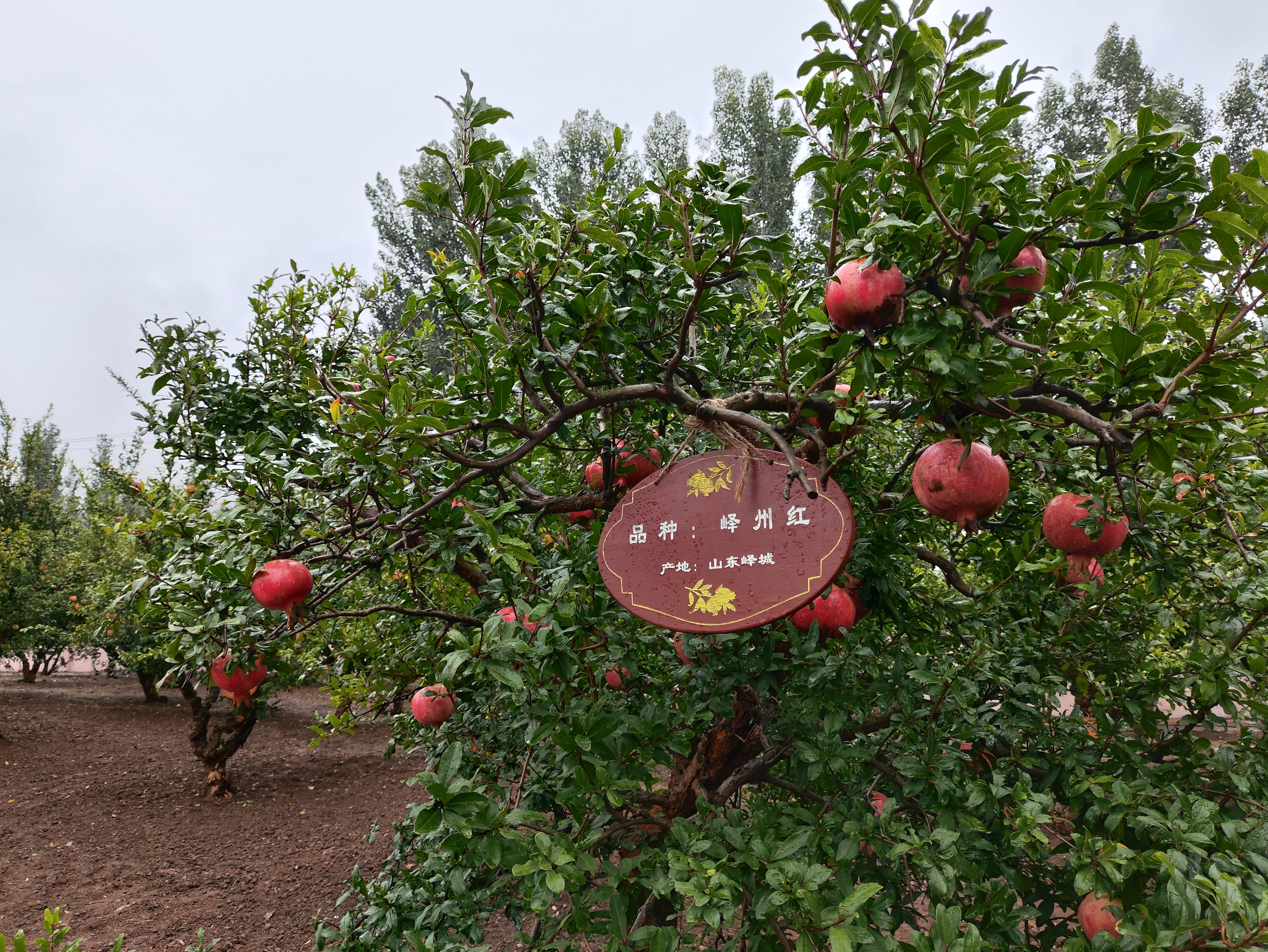 鑒往知來(lái)，跟著總書記學(xué)歷史丨千年石榴園 振興新畫卷