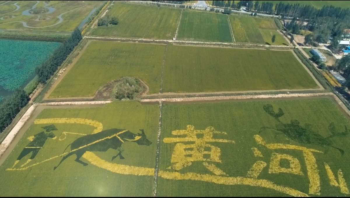 稻花香里說豐年丨黃河岸邊稻花香 展開美麗鄉(xiāng)村新畫卷