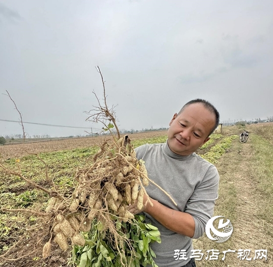 汝南：雁亭農(nóng)人——“四籽紅美人”新品上市！