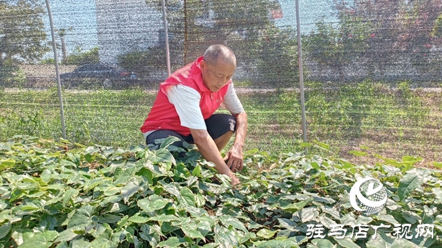 平輿：乘借“中國(guó)藥谷”建設(shè)東風(fēng) 拓寬農(nóng)民增收致富路