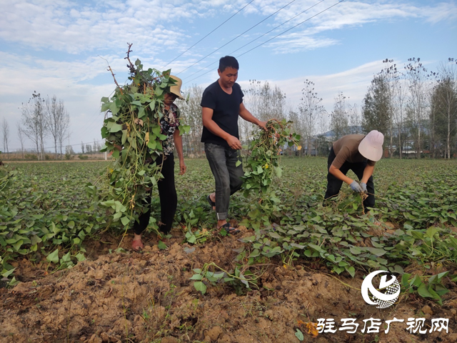 泌陽(yáng)縣：紅薯種植帶來(lái)助農(nóng)增收“新”薯光