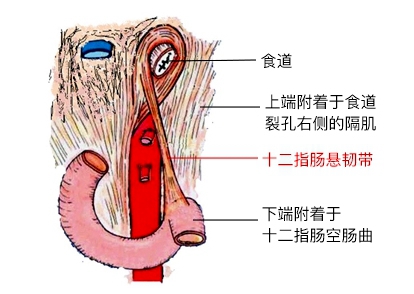 就想嘗嘗啥味兒!駐馬店9歲男孩連吃5枚 腸子竟穿了4個(gè)洞