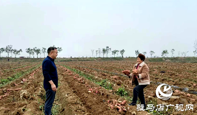 泌陽(yáng)縣泰山廟鎮(zhèn)：煙薯套種大豐收 走好增收致富路