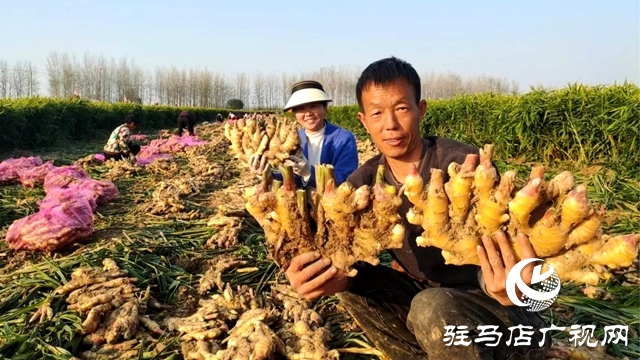 平輿縣東皇街道：千畝生姜喜獲豐收 村民致富“姜”來(lái)可期