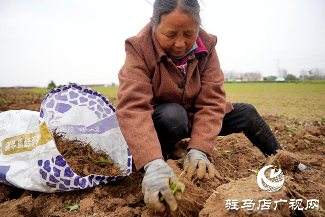 平輿縣：借力“中國藥谷”建設(shè) 發(fā)展藥材種植產(chǎn)業(yè)