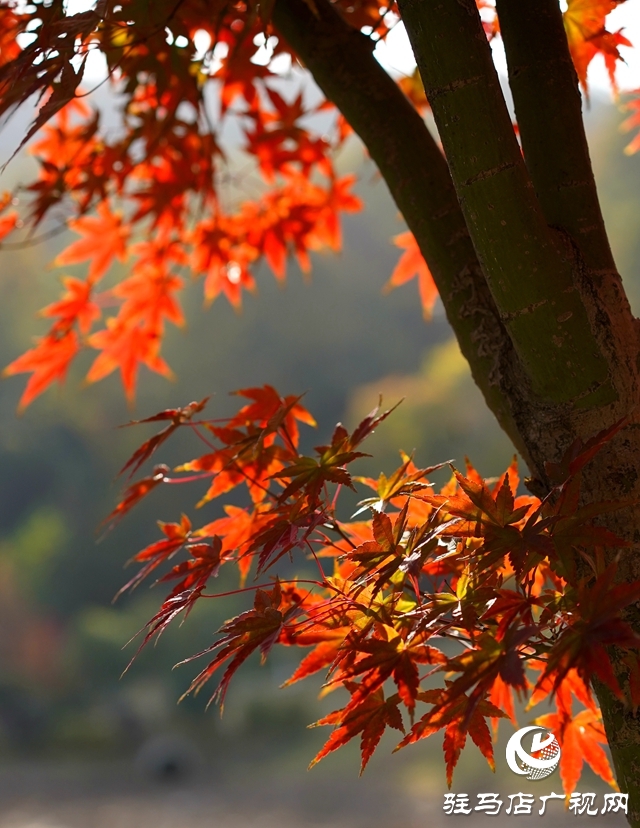 確山縣：盤(pán)龍山上楓葉紅