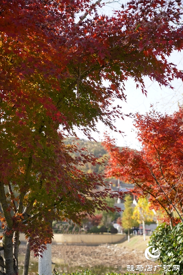 確山縣：盤(pán)龍山上楓葉紅