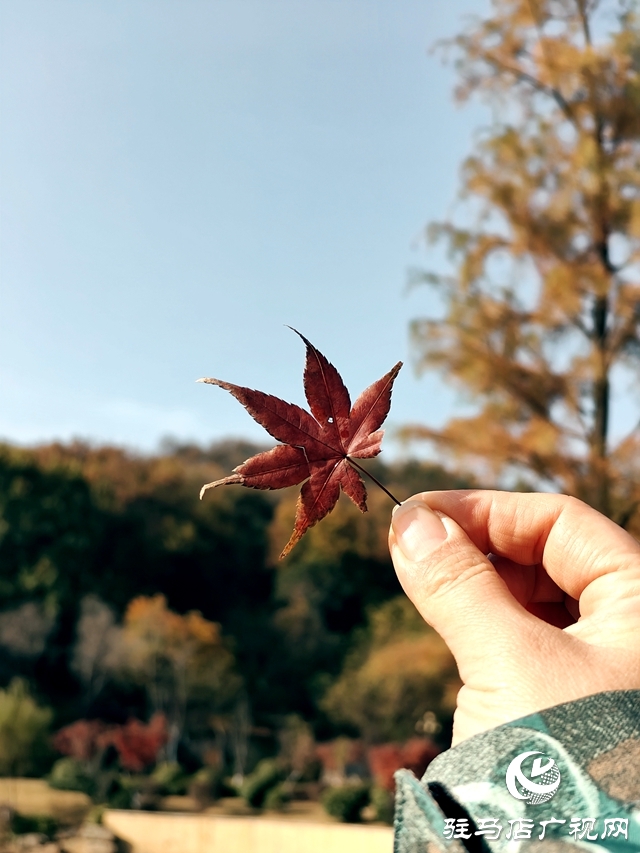 確山縣：盤(pán)龍山上楓葉紅