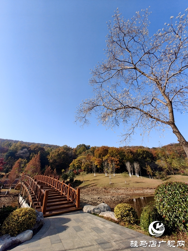 確山縣：盤(pán)龍山上楓葉紅