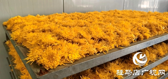 泌陽(yáng)縣：特色種植的“金絲皇菊”功效多多