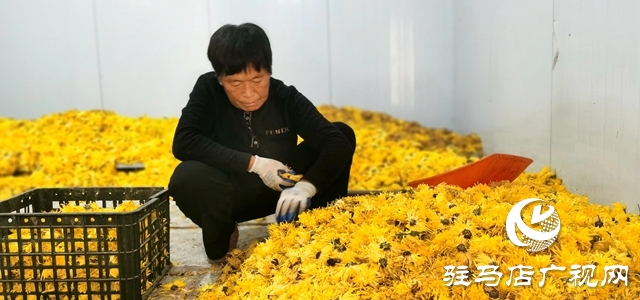 泌陽(yáng)縣：特色種植的“金絲皇菊”功效多多