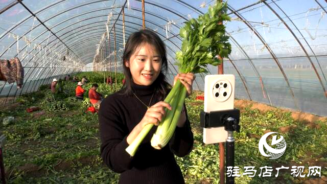 上蔡融媒樂助：芹菜每斤3角錢，量大從優(yōu)!