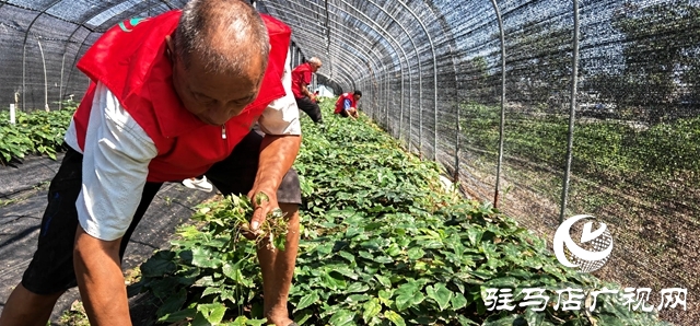 平輿縣 “三園”同構(gòu) 鏈動產(chǎn)業(yè)促振興