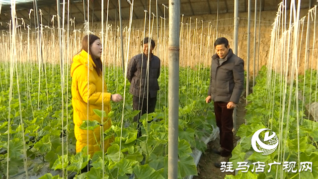 上蔡縣：專家支招雨雪天氣大棚管理