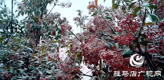 新蔡縣：“五湖四帶”披銀裝 雪中風(fēng)景美如畫(huà)