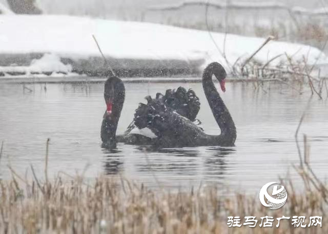 新蔡縣：“五湖四帶”披銀裝 雪中風(fēng)景美如畫(huà)