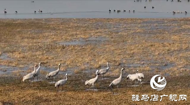 汝南宿鴨湖水鳥(niǎo)的天堂