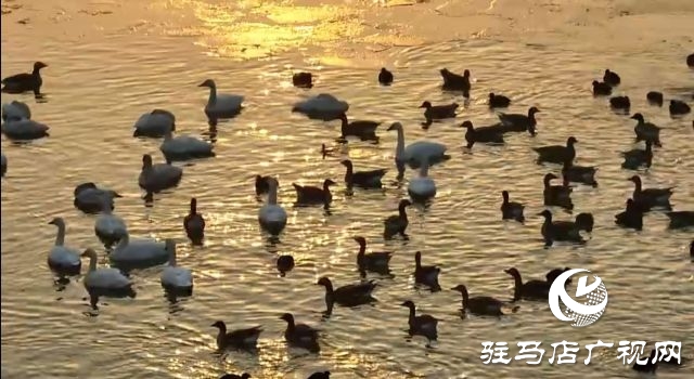 汝南宿鴨湖水鳥(niǎo)的天堂