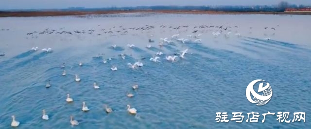 汝南宿鴨湖水鳥(niǎo)的天堂