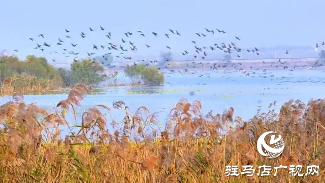 汝南宿鴨湖水鳥(niǎo)的天堂