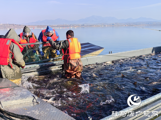 泌陽縣：魚躍人歡冬捕忙 喜迎新春好“豐”景