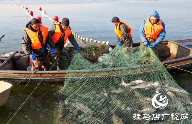 新春走基層||泌陽生態(tài)好魚滿倉(cāng) 好運(yùn)“鰱鰱”冬捕忙