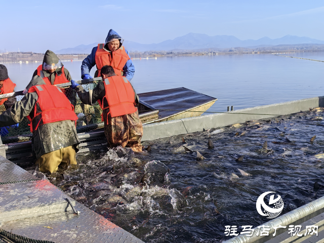 新春走基層||泌陽生態(tài)好魚滿倉(cāng) 好運(yùn)“鰱鰱”冬捕忙