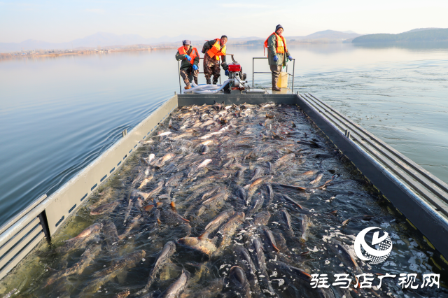 新春走基層||泌陽生態(tài)好魚滿倉(cāng) 好運(yùn)“鰱鰱”冬捕忙