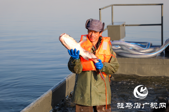 新春走基層||泌陽生態(tài)好魚滿倉(cāng) 好運(yùn)“鰱鰱”冬捕忙