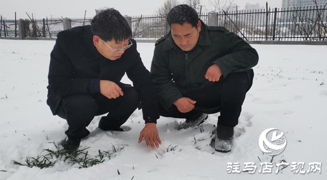 專家提醒：強(qiáng)降雪對(duì)小麥生長有利 但謹(jǐn)防凍害發(fā)生