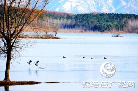 詩朗誦《銅山湖雪岸、玉樹、水鳥........絕美的一幅畫》