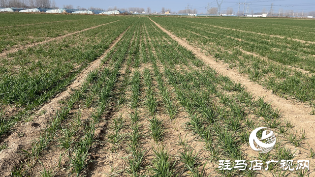 雨雪寒潮來(lái)臨 專家提醒：麥田趁雪追肥 促弱轉(zhuǎn)壯奪豐收