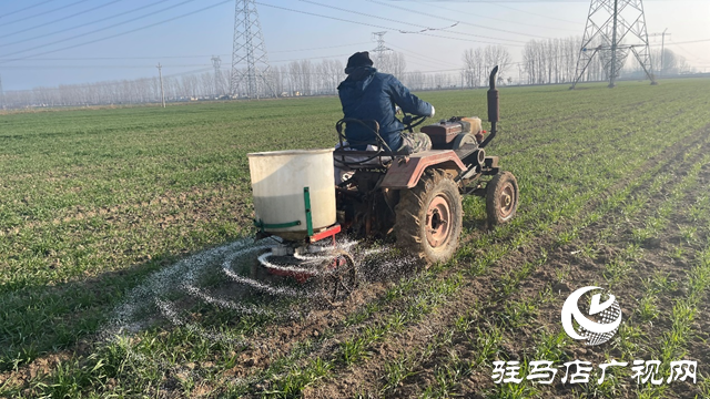 雨雪寒潮來(lái)臨 專家提醒：麥田趁雪追肥 促弱轉(zhuǎn)壯奪豐收