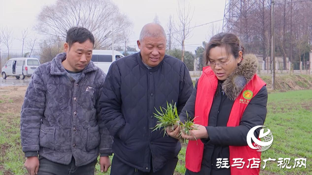 正陽：農技人員田間指導春季麥田管理