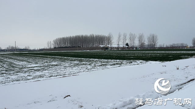 雪后麥田如何管理 駐馬店農(nóng)技專家現(xiàn)場支招