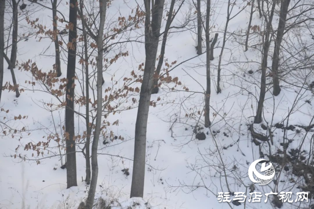 盤古山：晨起開門雪滿山 雪晴云淡日光寒