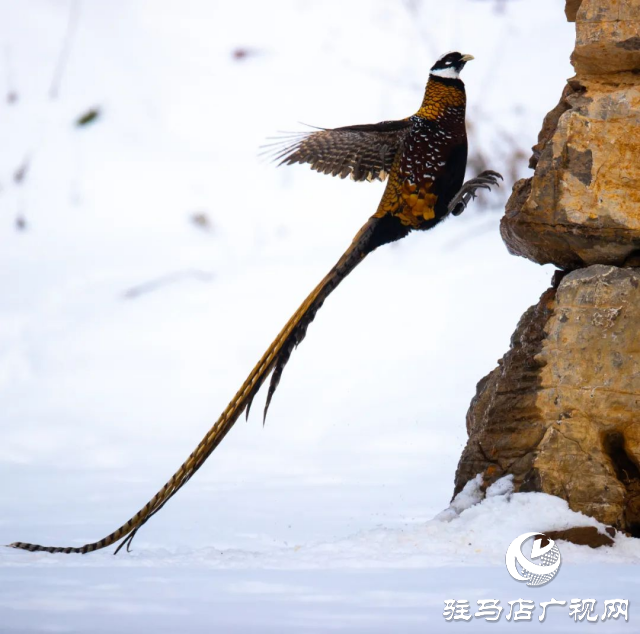 泌陽(yáng)銅山湖驚現(xiàn)雪中美麗的珍稀瀕危鳥類白冠長(zhǎng)尾雉