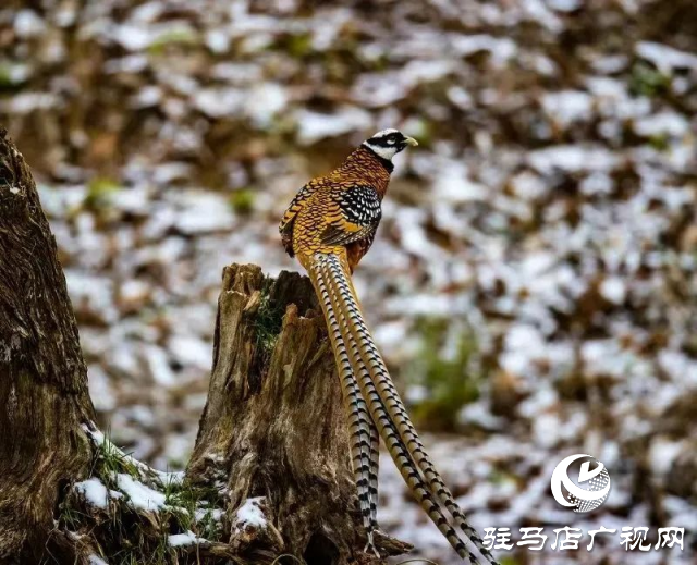 泌陽(yáng)銅山湖驚現(xiàn)雪中美麗的珍稀瀕危鳥類白冠長(zhǎng)尾雉