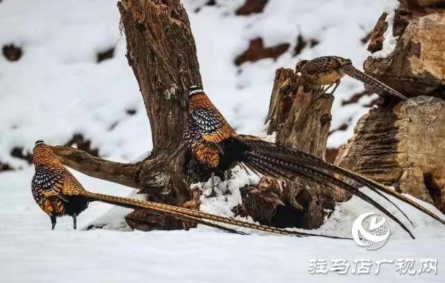 泌陽(yáng)銅山湖驚現(xiàn)雪中美麗的珍稀瀕危鳥類白冠長(zhǎng)尾雉