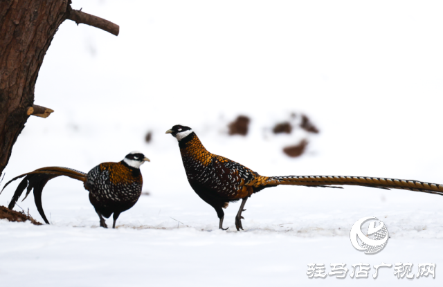 泌陽(yáng)銅山湖驚現(xiàn)雪中美麗的珍稀瀕危鳥類白冠長(zhǎng)尾雉