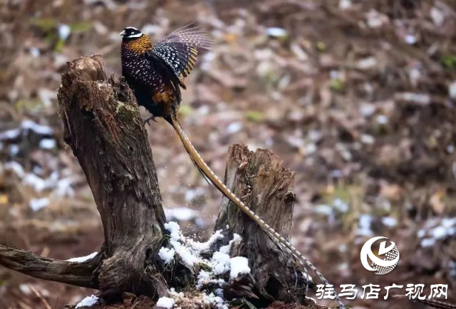 泌陽(yáng)銅山湖驚現(xiàn)雪中美麗的珍稀瀕危鳥類白冠長(zhǎng)尾雉