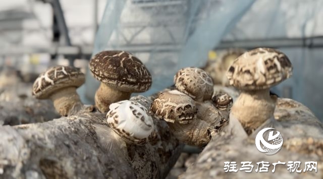 泌陽花菇集約制棒生態(tài)出菇技術(shù)觀摩培訓(xùn)會(huì)召開